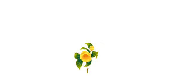 手绘花朵与树枝装饰PNG素材，高清透明，节日图片设计必备下载