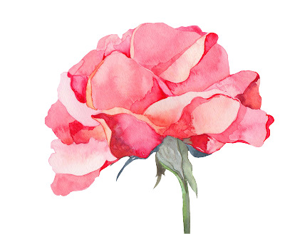 粉色康乃馨手绘插画，高清PNG透明图片，创意植物装饰元素，设计素材下载