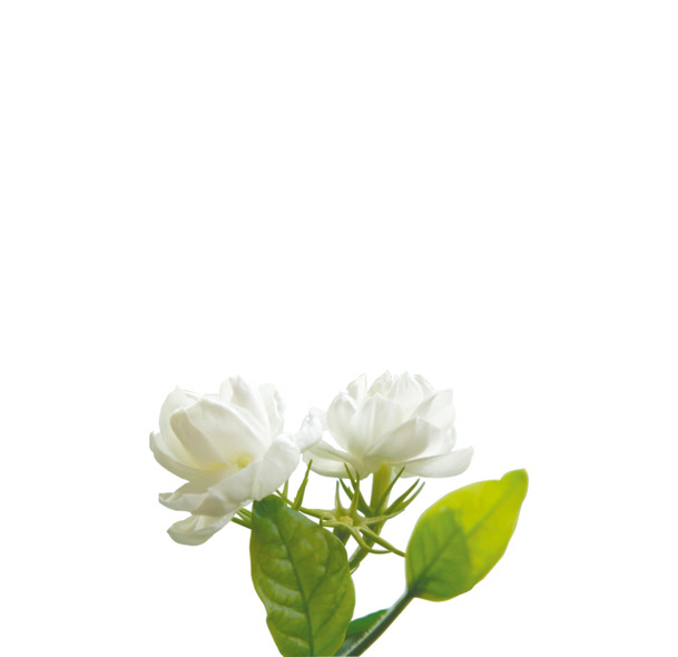 茉莉花PNG透明图，精美植物装饰元素，设计素材免费下载