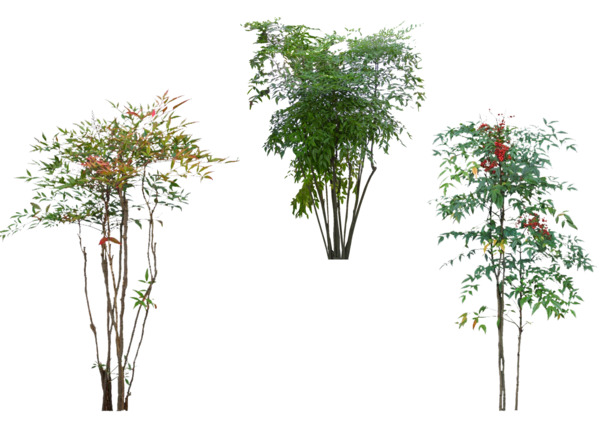 南天竹立面树高清PNG，动植物元素设计素材，免费下载透明图片