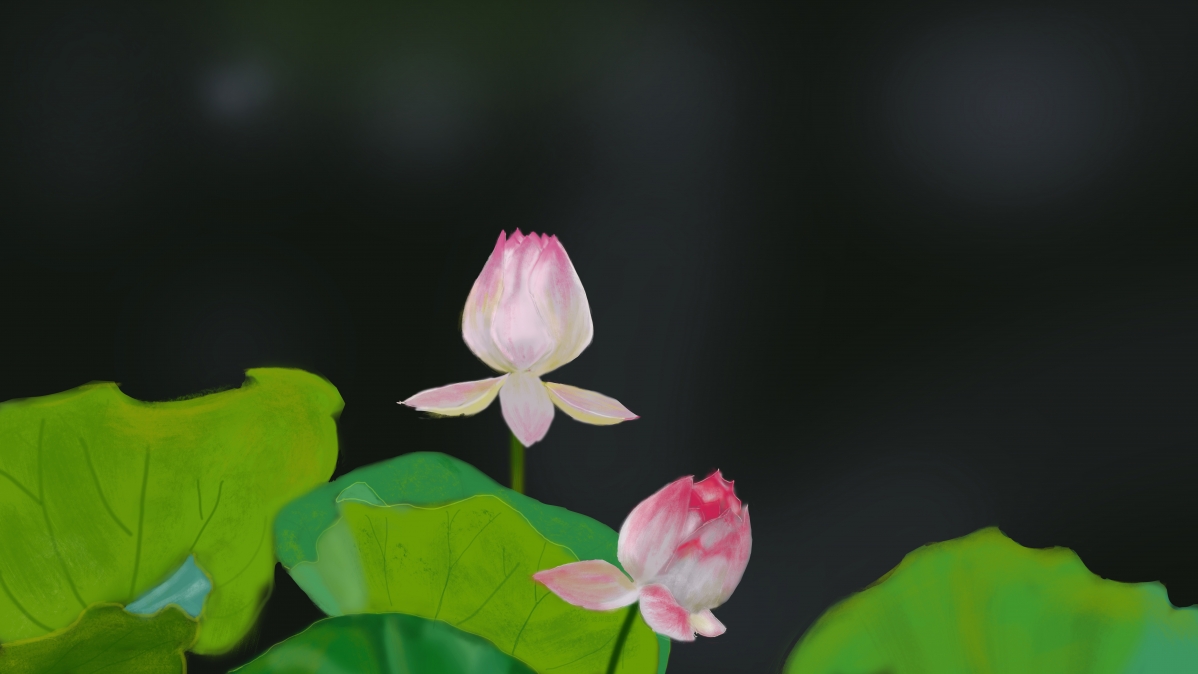 手绘荷花待放，高清8K壁纸，绝美风景图片，7680x4320分辨率，一键下载