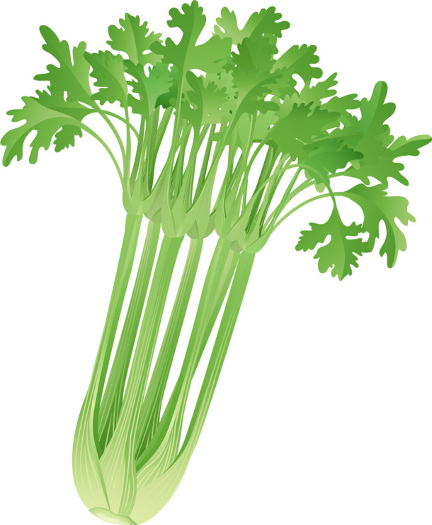矢量芹菜PNG透明图，高清装饰元素，植物设计素材下载
