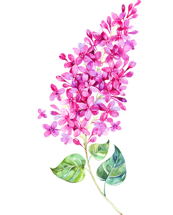 水彩麦穗花PNG透明素材，高清植物图片，创意设计元素下载