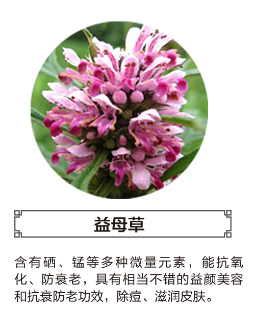 益母草PNG透明图片，高清动植物元素，植物设计素材下载