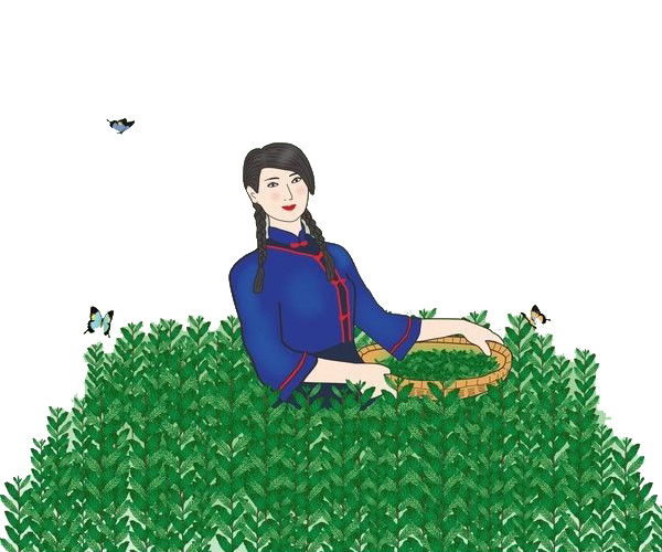 茶田采茶女手绘PNG透明图，高清摄影风景素材，免费下载