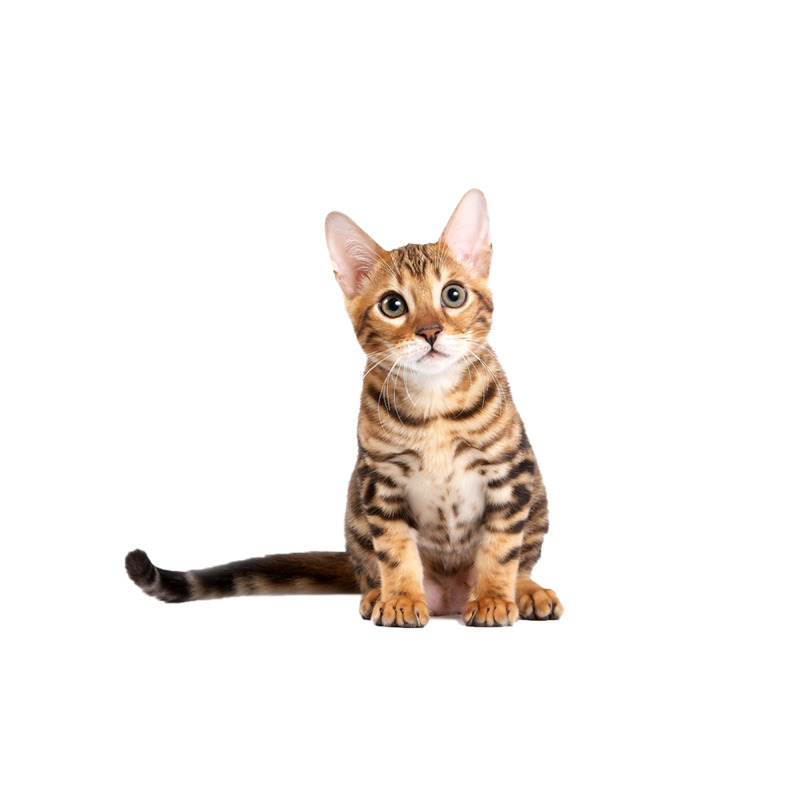 高清PNG透明图片，可爱萌猫动植物元素，PSD设计素材下载