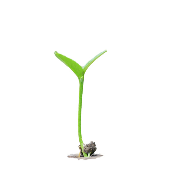高清PNG透明植物图片，装饰元素与设计素材下载