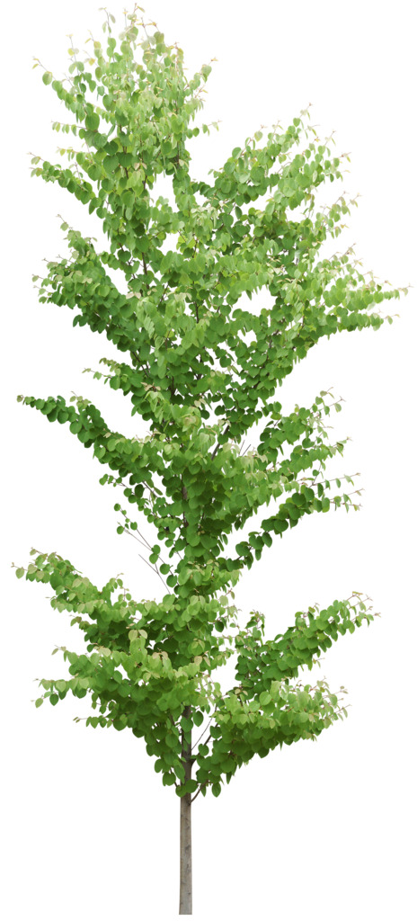 高清PNG透明草丛素材，动植物元素丰富，植物图片设计必备下载