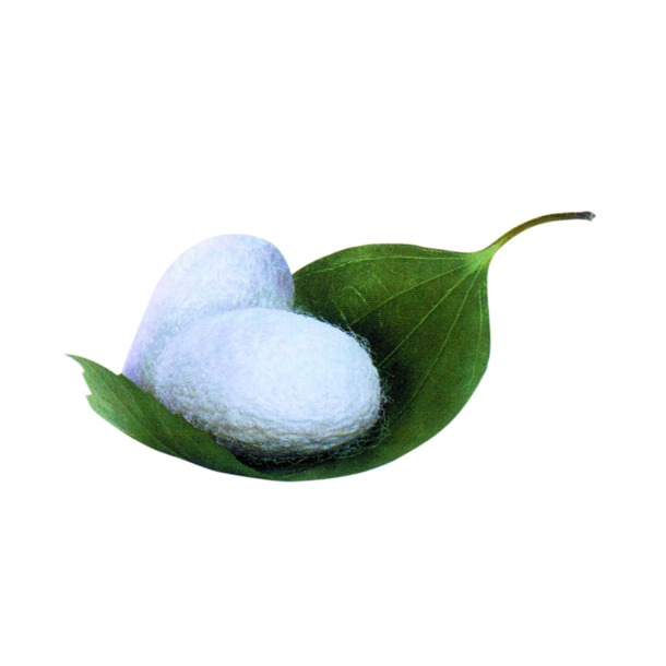 蚕宝宝与桑叶，高清PNG透明图片，动植物元素动物设计素材免费下载