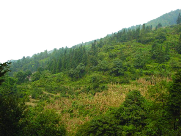 绿色针叶林PNG透明背景图，高清摄影风景，设计素材下载
