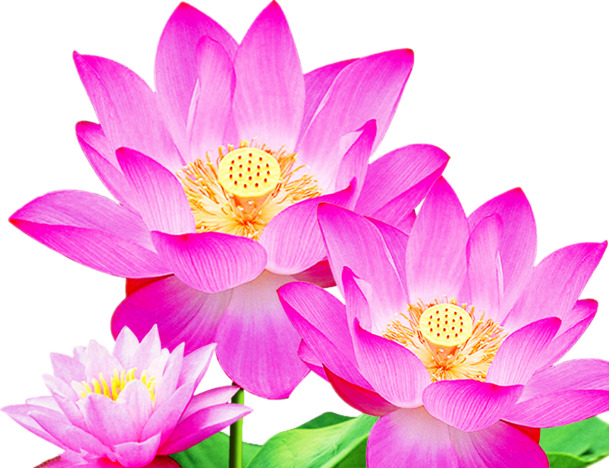 绝美荷花抠图，高清PNG透明图片，优雅漂浮花瓣元素，设计素材免费下载