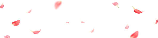 唯美漂浮花瓣PNG透明图片素材，高清设计元素，免费下载