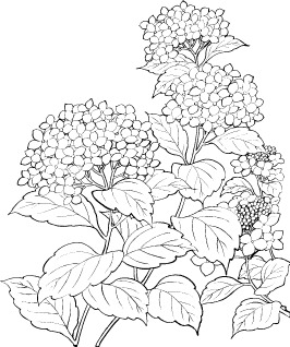 花串PNG透明图片，高清AI格式植物装饰元素，免费下载