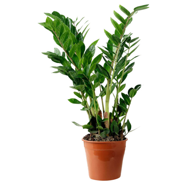 绿色植物盆景盆栽PNG透明图，动植物元素设计素材高清下载