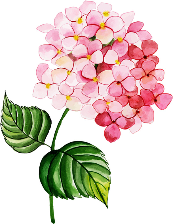 粉色手绘绣球花PNG素材，高清透明动植物元素，设计必备下载