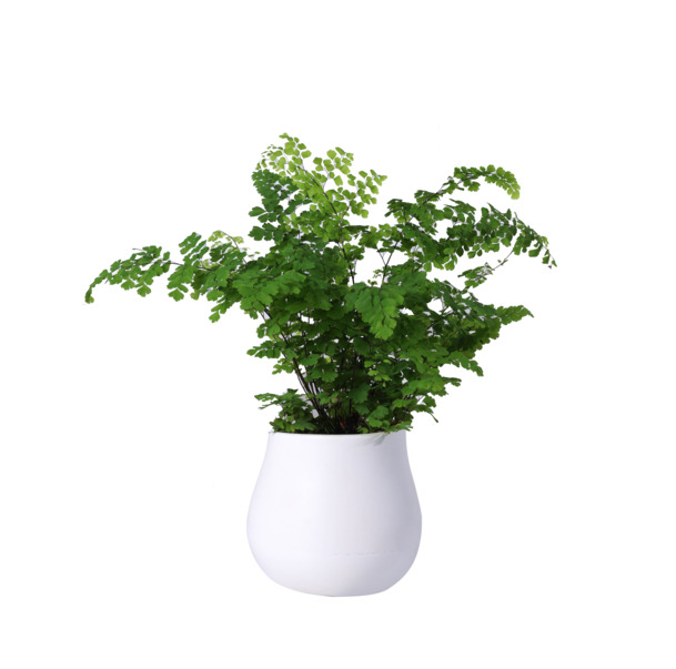 简约陶瓷盆铁线蕨绿植盆栽PNG素材，高清透明动植物元素图片下载