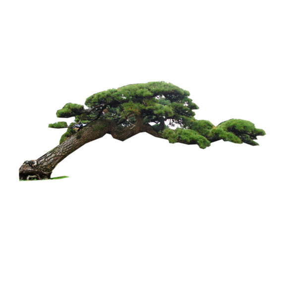 松树PNG透明图，高清植物装饰元素，设计素材免费下载