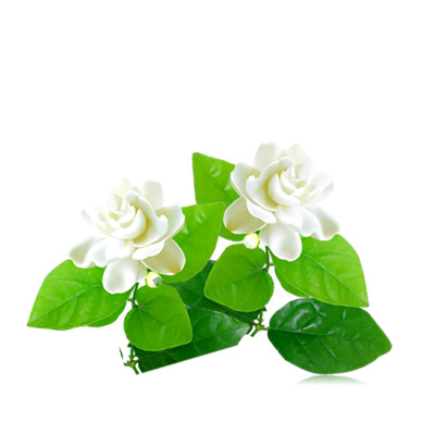 白色茉莉花PNG透明图片，高清装饰元素，植物设计素材下载