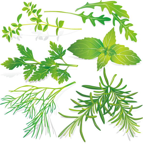 中草药矢量图，高清PNG透明素材，植物装饰元素，AI格式设计资源下载