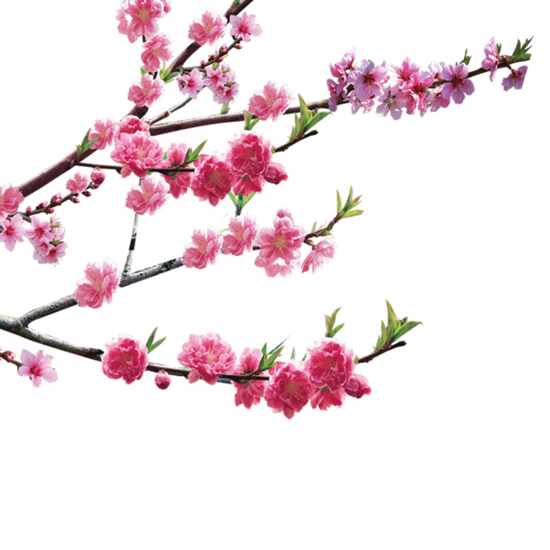 桃花PNG透明图，动植物元素设计素材，高清下载