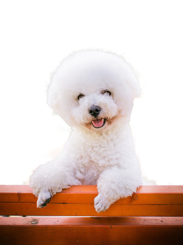 眯眯眼萌犬PNG透明图，动植物元素动物设计素材下载