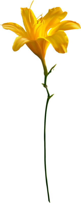 黄花菜PNG透明图片，高清动植物元素，植物设计素材下载