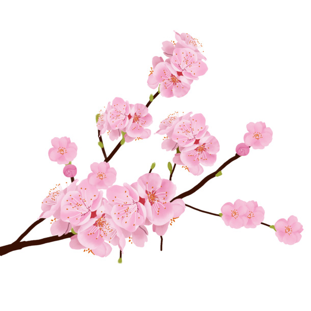 唯美粉色樱花树枝PNG素材，高清透明免扣元素，设计必备下载