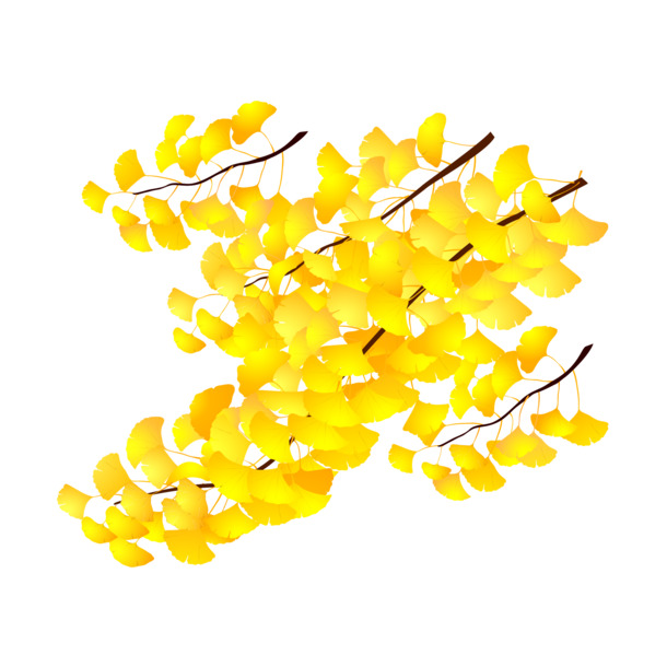 银杏树黄色高清PNG，透明动植物元素，植物设计素材免费下载