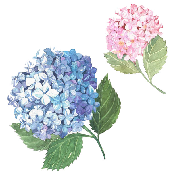 手绘绣球花PNG透明图，高清装饰元素，设计素材免费下载