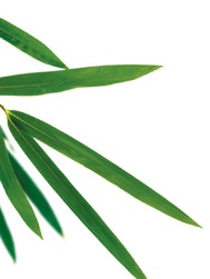 创意手绘绿色竹子PNG透明图，高清端午节节日元素，设计素材免费下载