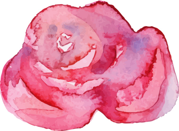 玫瑰花PNG透明素材，高清漂浮花瓣设计图片，免费下载