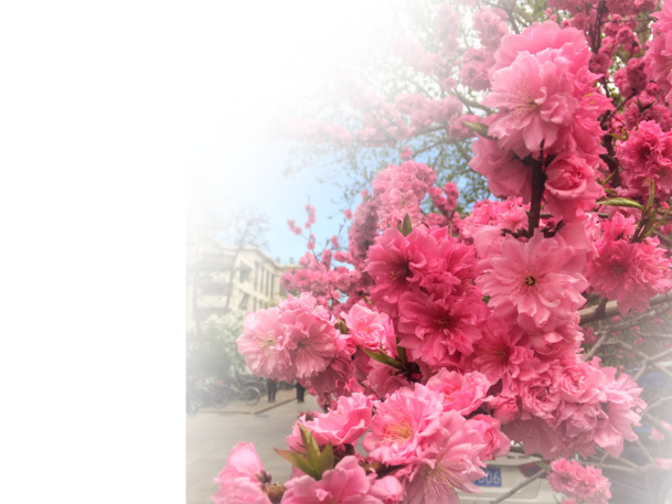 春日草地桃花梨花盛景，33款渐变透明PNG/PSD背景素材下载