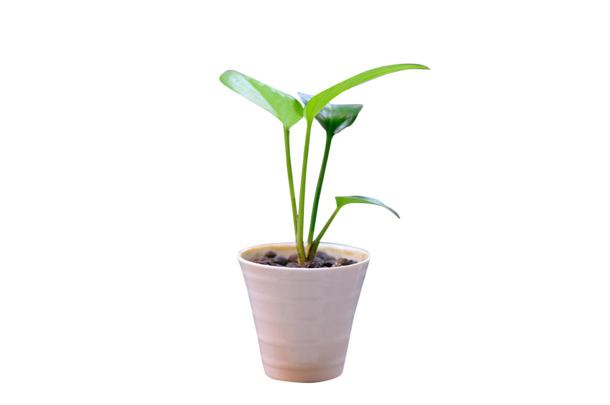 清新小绿植PNG透明图，动植物元素丰富，高清素材免费下载
