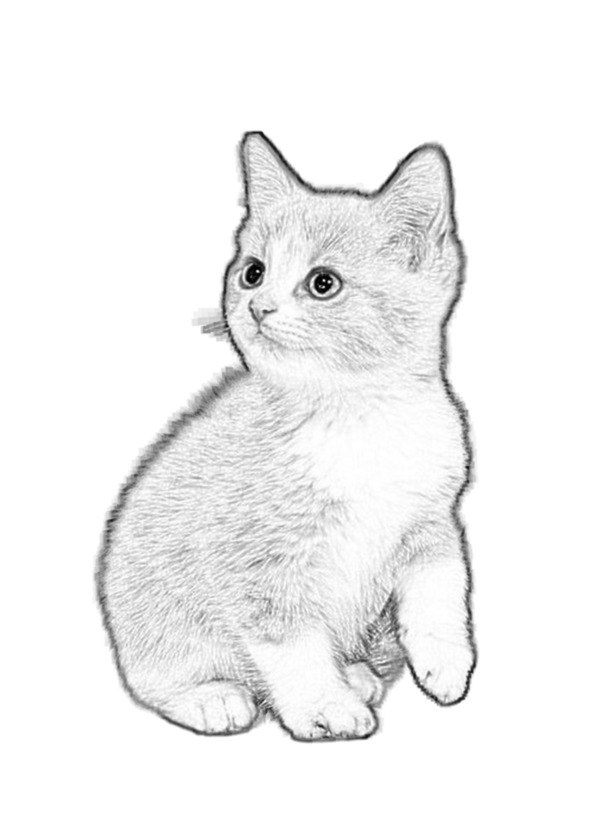 素描猫动物PNG透明图，高清动植物元素设计素材免费下载