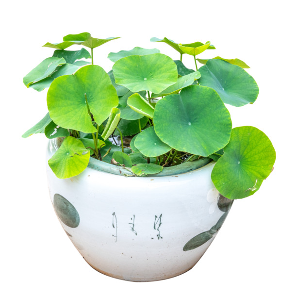 水栽荷花PNG透明图片，高清绿植素材，动植物元素丰富，设计必备下载