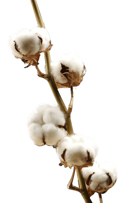 高清白色棉花效果PNG透明图片，动植物元素植物设计素材下载
