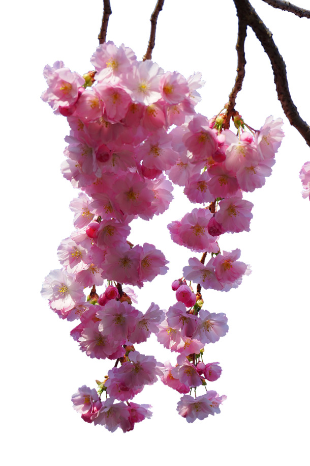 粉色樱花树枝PNG透明图，高清动植物元素，设计素材免费下载