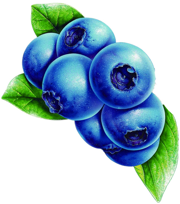 下载蓝莓手绘PNG，新鲜水果元素，透明高清植物设计素材