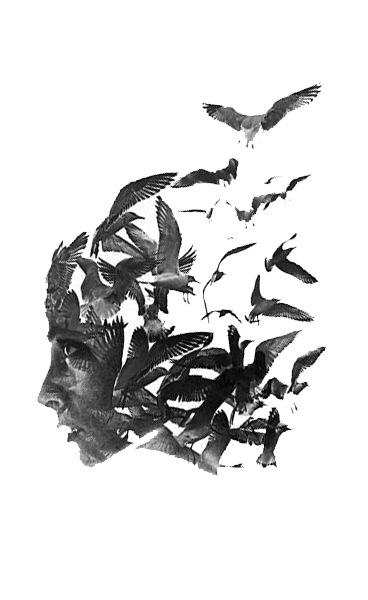 飞翔小鸟PNG透明图片，高清动物装饰元素，设计素材免费下载