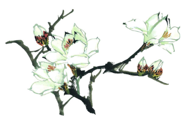 手绘花草PNG透明图，高清装饰元素，墨迹笔触设计素材下载