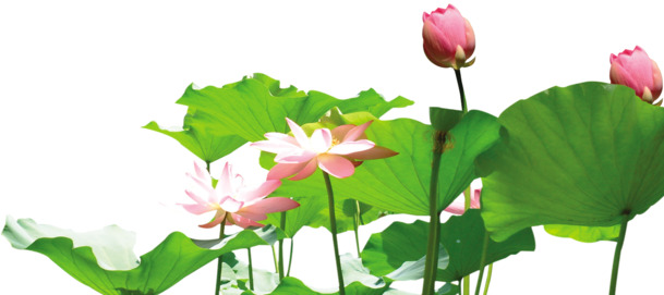 高清莲花PNG素材，动植物元素，透明植物图片设计免费下载