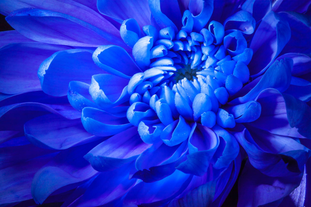 蓝色梦幻菊花花瓣PNG透明图，高清摄影背景元素，设计素材下载