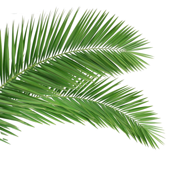 高清免抠绿叶PNG素材，动植物元素，植物图片设计下载