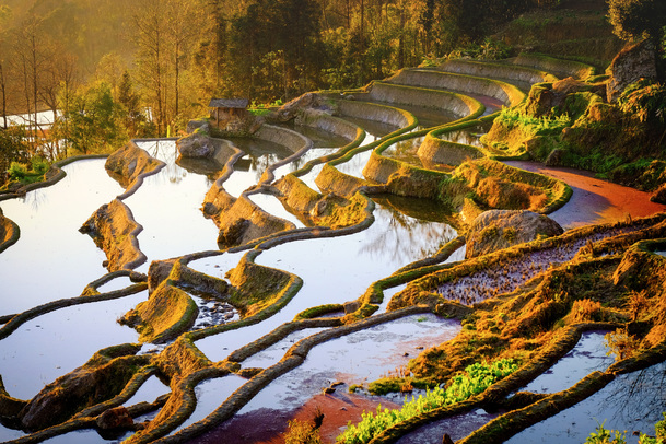 山坡梯田水田美景，高清PNG透明背景，摄影风景图片素材下载