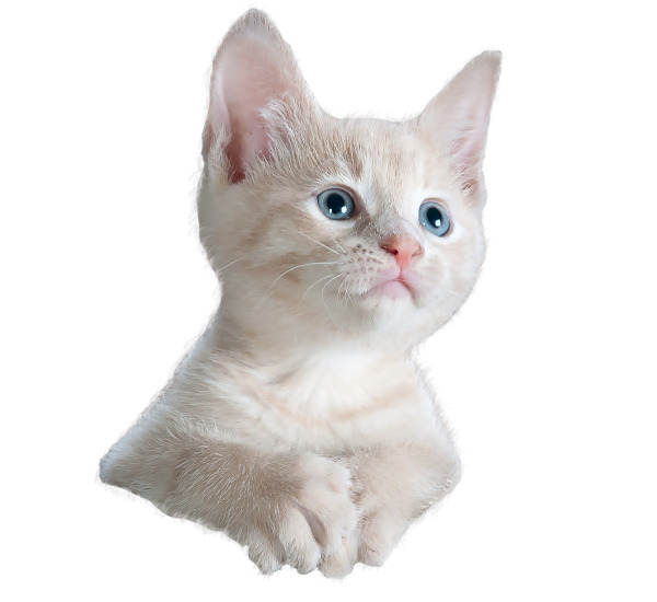 可爱小猫咪高清PNG透明图片，凝视瞬间，动植物元素设计素材下载