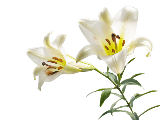 夏日清新百合PNG透明图，高清动植物元素，植物设计素材下载