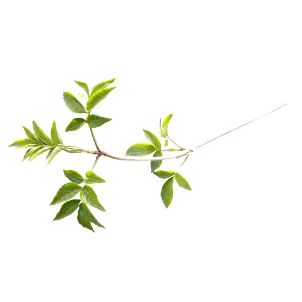 小清新风格树枝PNG透明图，动植物元素丰富，设计素材下载