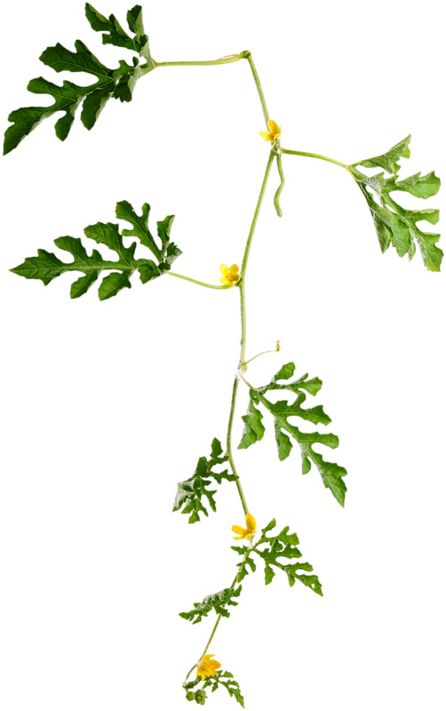 西瓜叶PNG透明图，动植物元素植物素材高清下载