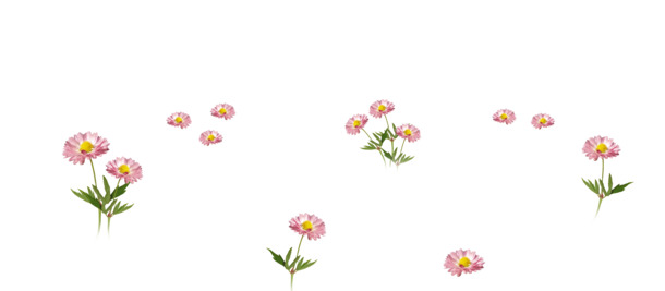 花卉矢量素材，高清PNG透明庆典花卉，漂浮花瓣元素，设计下载必备