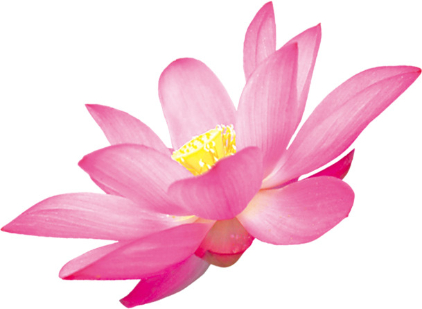 高清粉色莲花PNG素材，透明设计，助力圣诞节日元素创意